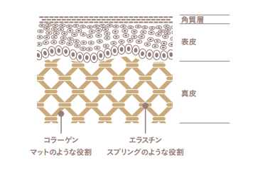 コラーゲンについての図